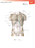 Sobotta  Atlas of Human Anatomy  Trunk, Viscera,Lower Limb Volume2 2006, page 54